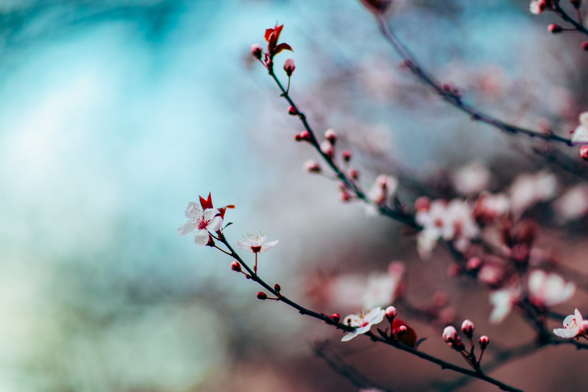 cherry-blossom-focus-seattle